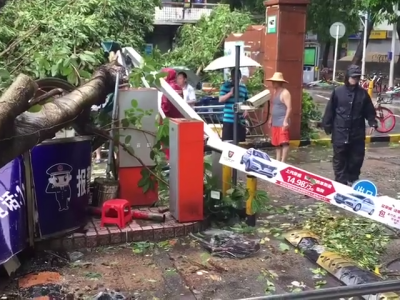 台风天大树砸中保安亭 三名保安受轻伤