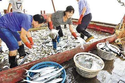 第一网捞到1000斤鱼！深圳史上最长休渔期结束