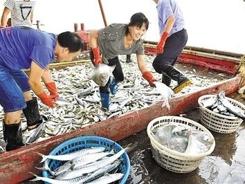 第一网捞到1000斤鱼！深圳史上最长休渔期结束