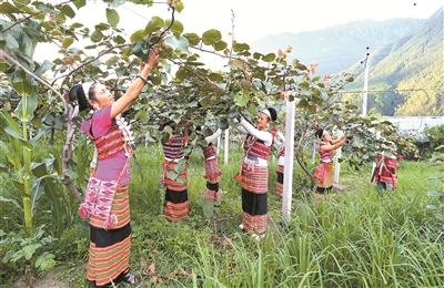 产业援藏引导察隅脱贫致富 撂荒土地上结出“金疙瘩”  