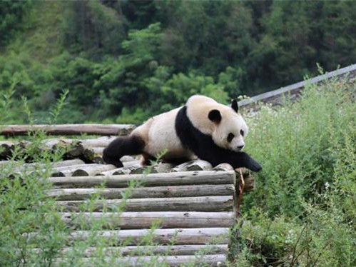 九寨沟震后：卧龙大熊猫安然无恙