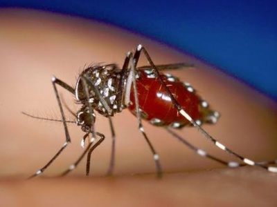 香港发现两名在本地感染登革热患者 工作人员灭蚊