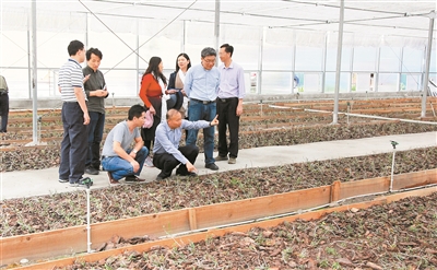 深圳来的铁皮石斛长势喜人  每年可带来150万元收入