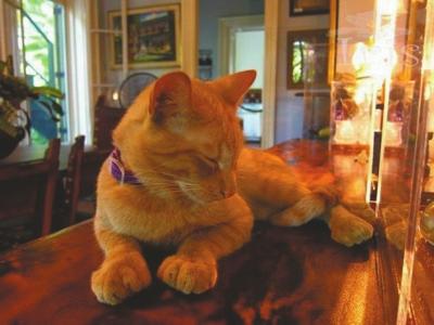 养猫的理由又多了一个！猫要有同类于是有了文艺青年