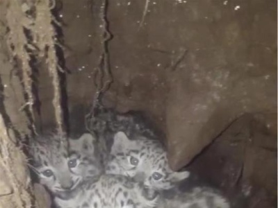 世界罕见！四川石渠县发现三只雪豹幼崽