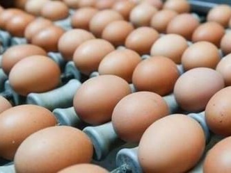 保加利亚发现“毒鸡蛋”已被收缴并销毁