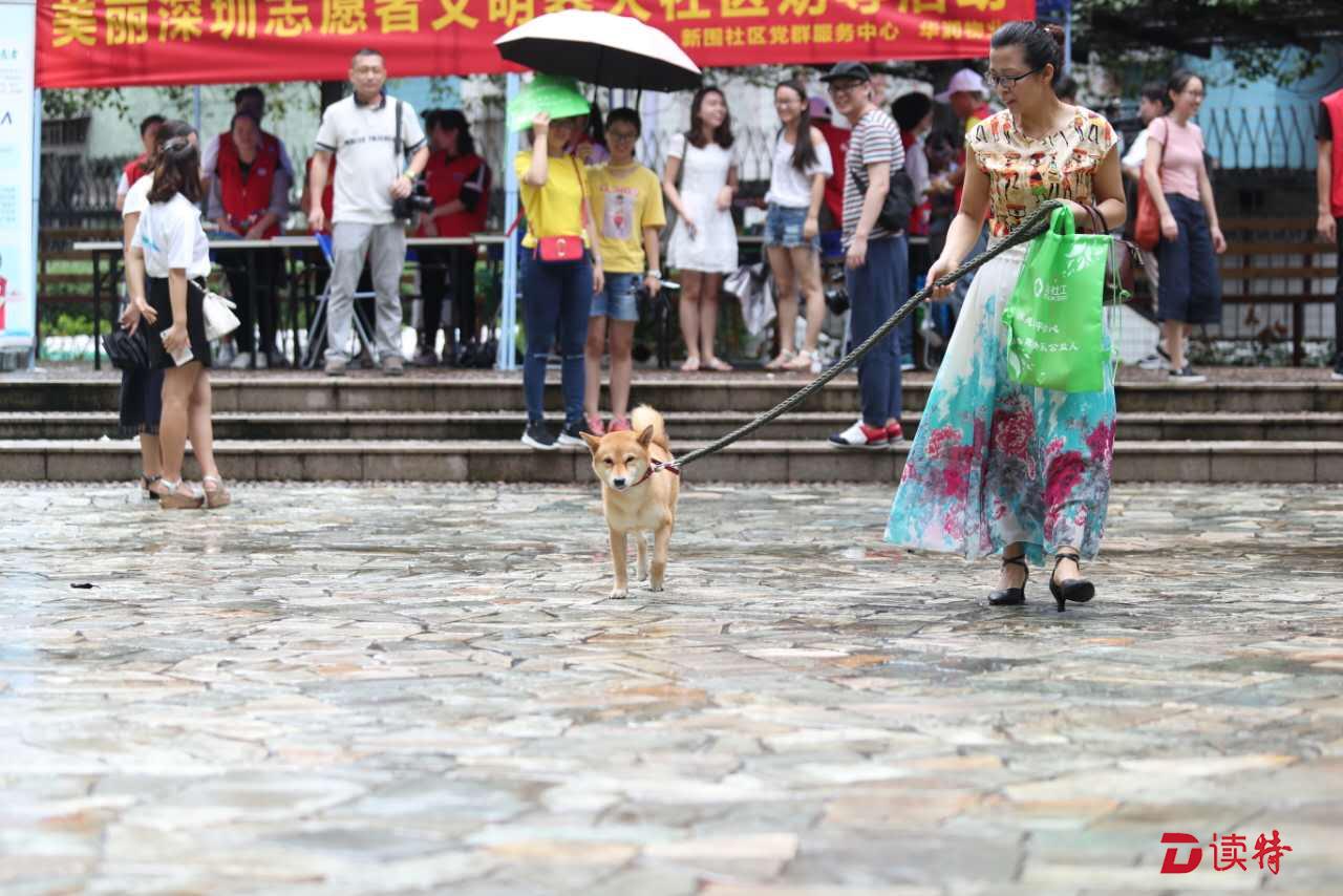 深圳发掘全城“最美养犬人”！怎么文明养犬？看这里