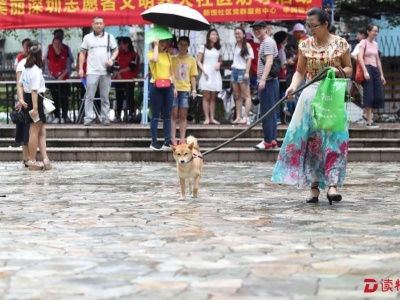 深圳发掘全城“最美养犬人”！怎么文明养犬？看这里
