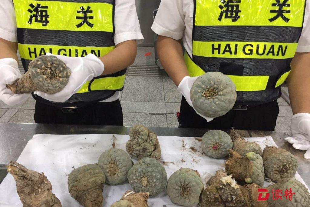 女子为150元 竟带“毒素仙人掌”过关
