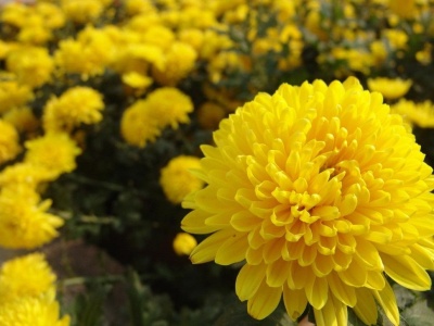 国庆花坛首次使用变色菊花 可由鹅黄色变粉黄色