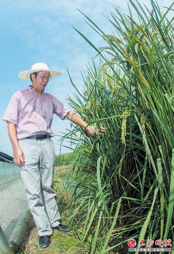 湖南长沙县高产“巨人稻”试种成功，预计亩产突破一吨