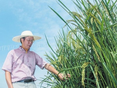 湖南长沙县高产“巨人稻”试种成功，预计亩产突破一吨