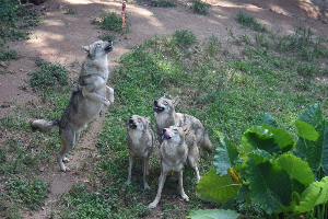 动动更健康！深圳野生动物园群狼“捕食”提升健康指数