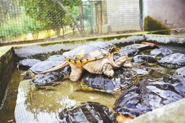 野生动物救护站“龟满成患” 多数不能放生只能养着