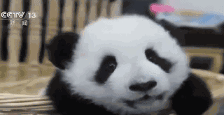 萌化了！2017级熊猫宝宝首次集体亮相 哪一只你最爱？