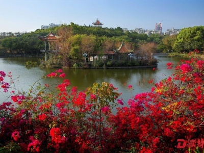 深圳这个区换新颜！春节前将变身成“花海”