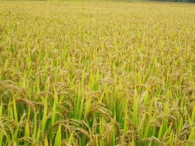 我国水稻育种传佳讯：育种时间缩到1/3，亩产超900公斤