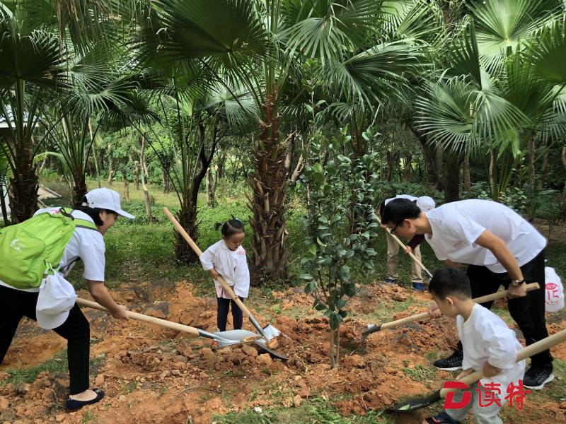 大沙河公园有了茶花树