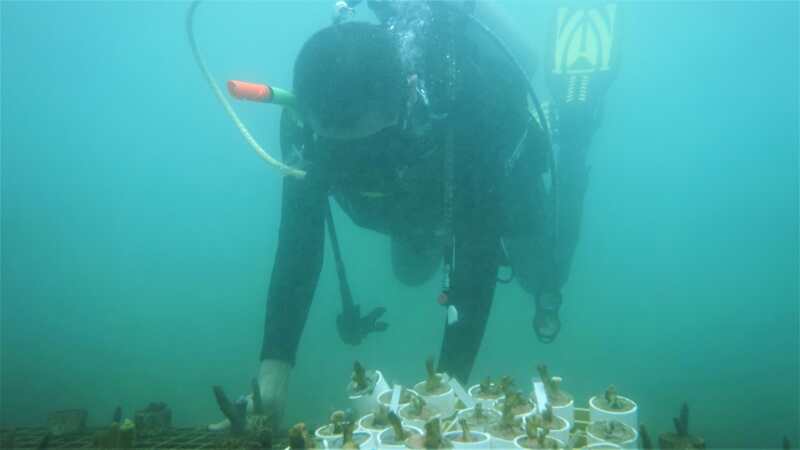200株珊瑚苗“种”进大梅沙海底