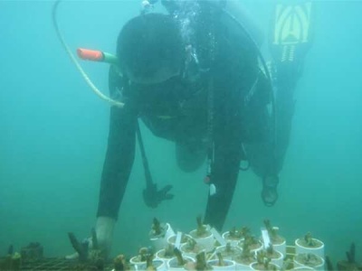 200株珊瑚苗“种”进大梅沙海底