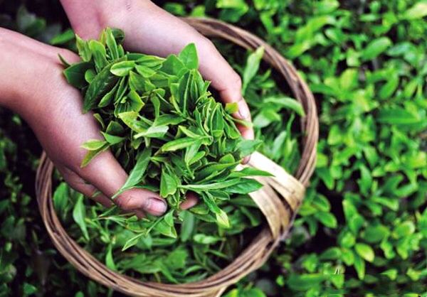 黔茶飘香南粤！贵州广东两地企业签订合作协议10亿余元