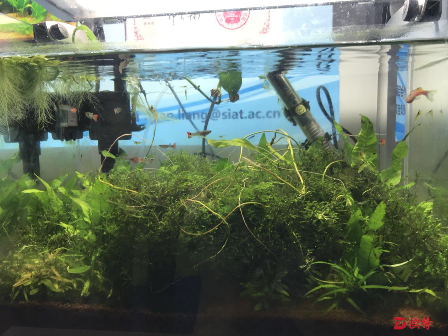 高交会 | 相信吗？这鱼缸居然3年没换水！就靠这个技术