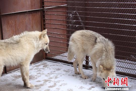 北极狼宝宝“落户”哈尔滨 预计12月与游客见面