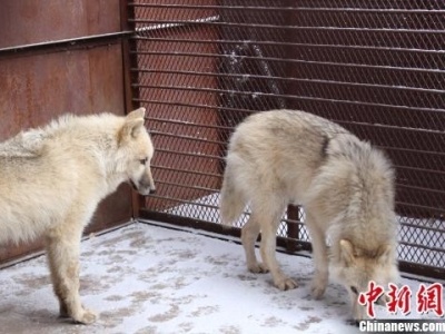 北极狼宝宝“落户”哈尔滨 预计12月与游客见面