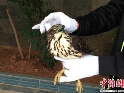 国家二级保护动物凤头鹰“蒙圈” 撞玻璃被救助