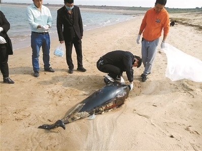 长江江豚科考时隔5年再启动 今年已发现21头江豚死亡