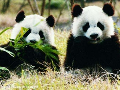 全球圈养大熊猫种群规模达520只