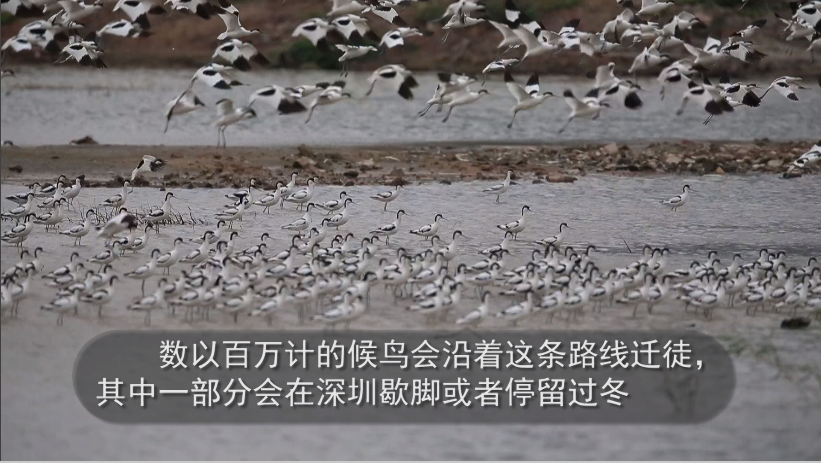 新闻路上说说说 | 深圳湾候鸟提前报到,你准备好观鸟没？