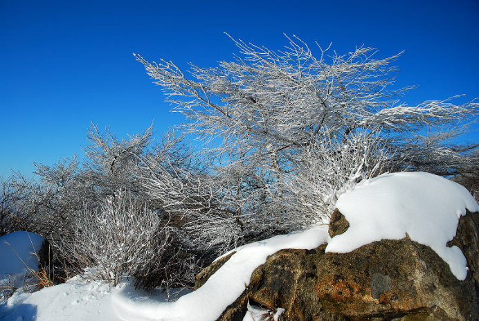 小雪｜一片飞雪一片寒