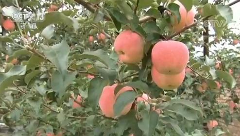 全球首个鲜果期货“苹果期货”我国将上市