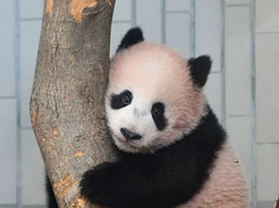 大熊猫“香香”亮相日本动物园：抽签观看，限5分钟