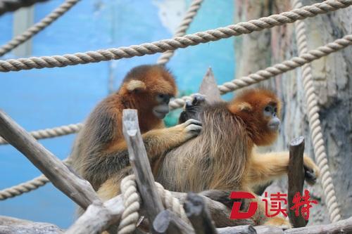 澳门借秦皇岛一对川金丝猴将与公众见面 