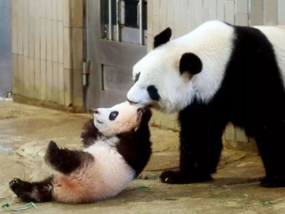 让华春莹露出笑容的熊猫香香多火？日本人见它先