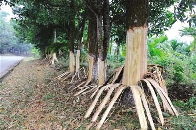 海南定安162棵树遭剥皮 警方：提供线索者奖千元  