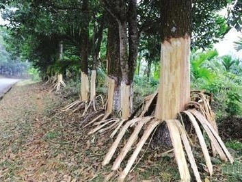 海南定安162棵树遭剥皮 警方：提供线索者奖千元  