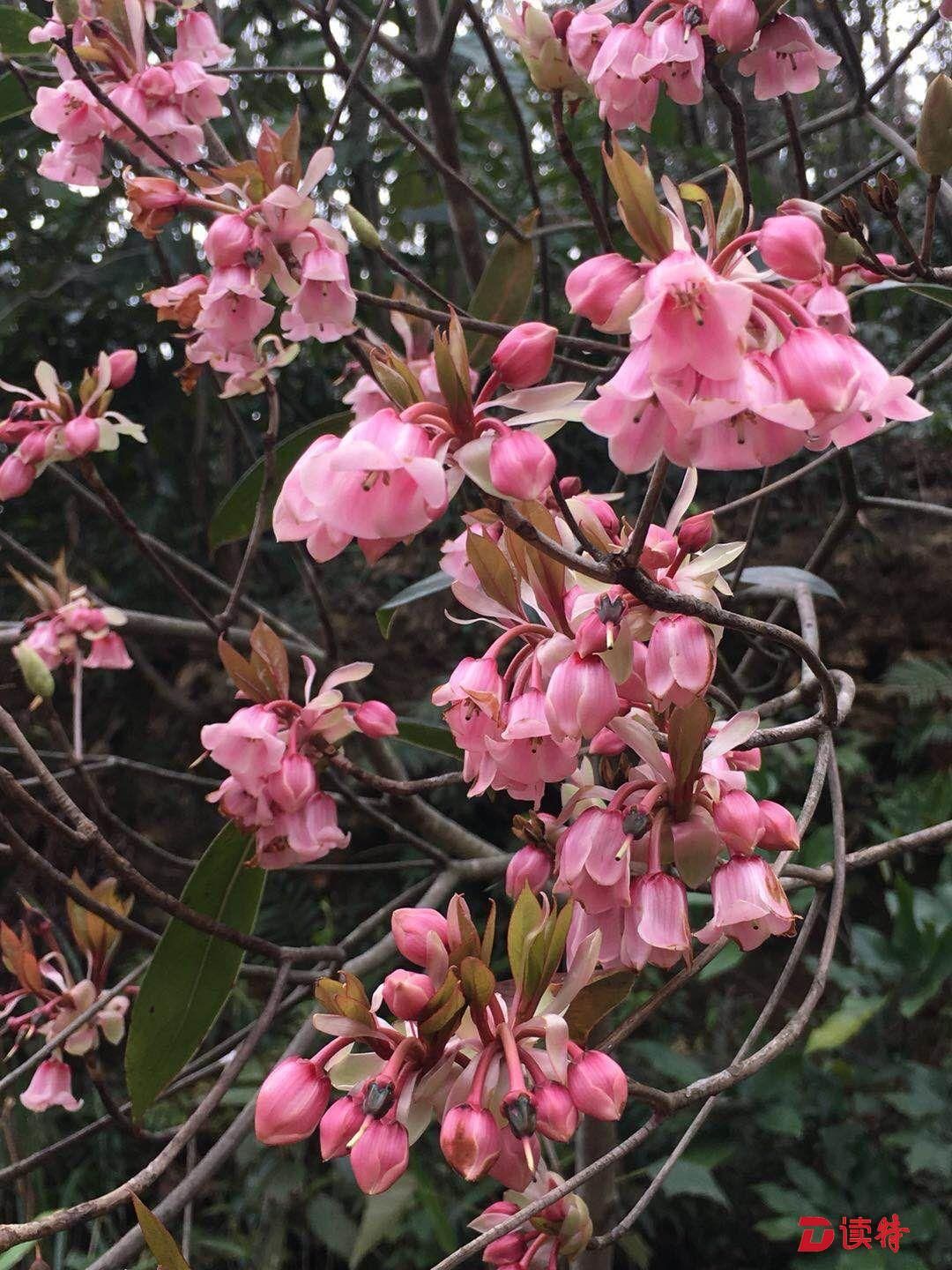 快来梧桐山赏花！近百亩野生吊钟花始绽放