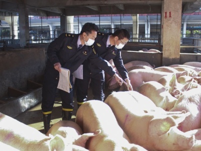 深圳“检猪倌”坚守一线 保障供港活畜卫生安全 