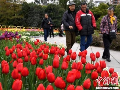 为防止民众聚集赏花 日本一公园砍掉80万株郁金香