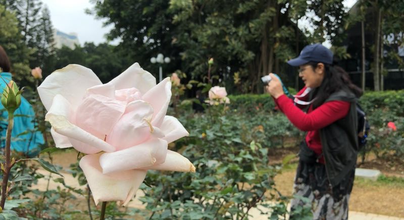 第一次见直径两米的月季花球…这些地方过节太浪漫啦！