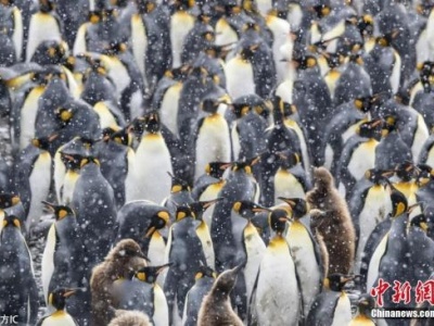 研究警告：全球变暖 七成国王企鹅恐本世纪灭绝