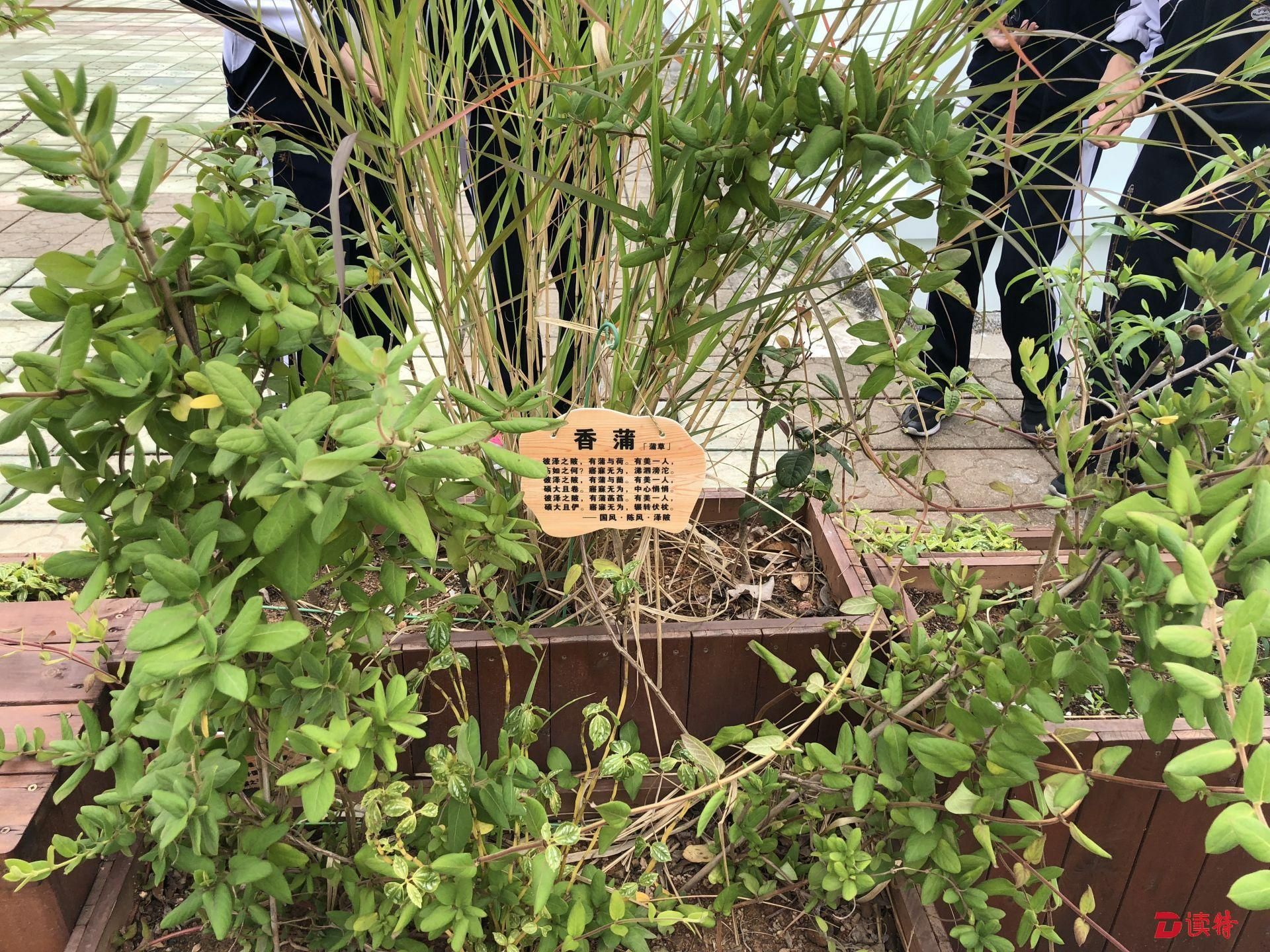 不能放卧室的十种植物 小心养错影响健康
