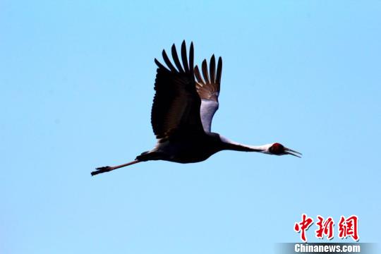 中国“最北”湿地迎来今年首批候鸟