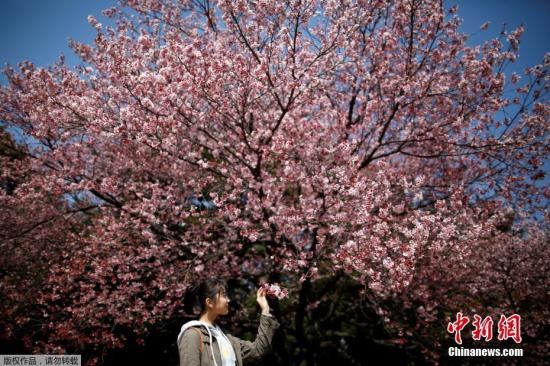 樱花季来临 专家预计60万中国游客将赴日赏樱旅游
