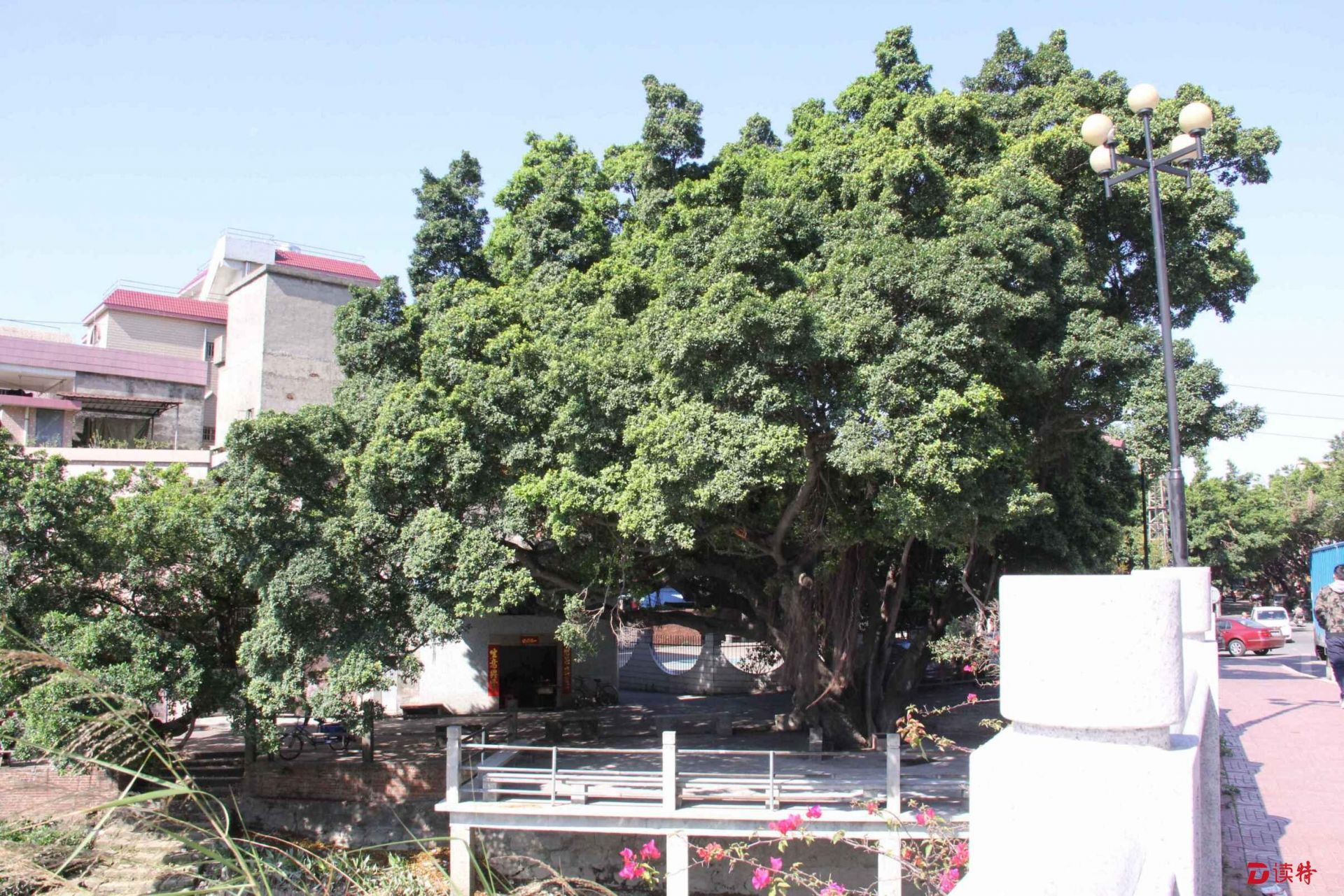 东莞道滘131棵古树名木得到妥善保护