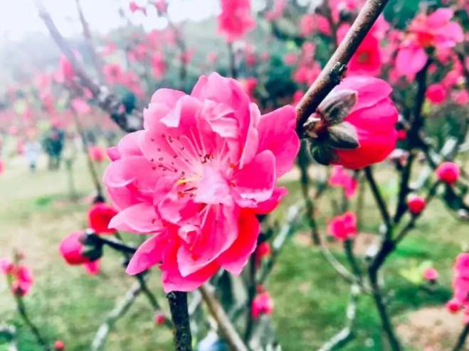 原来你是这样的花海“森”圳！快来晒你的“花花世界”
