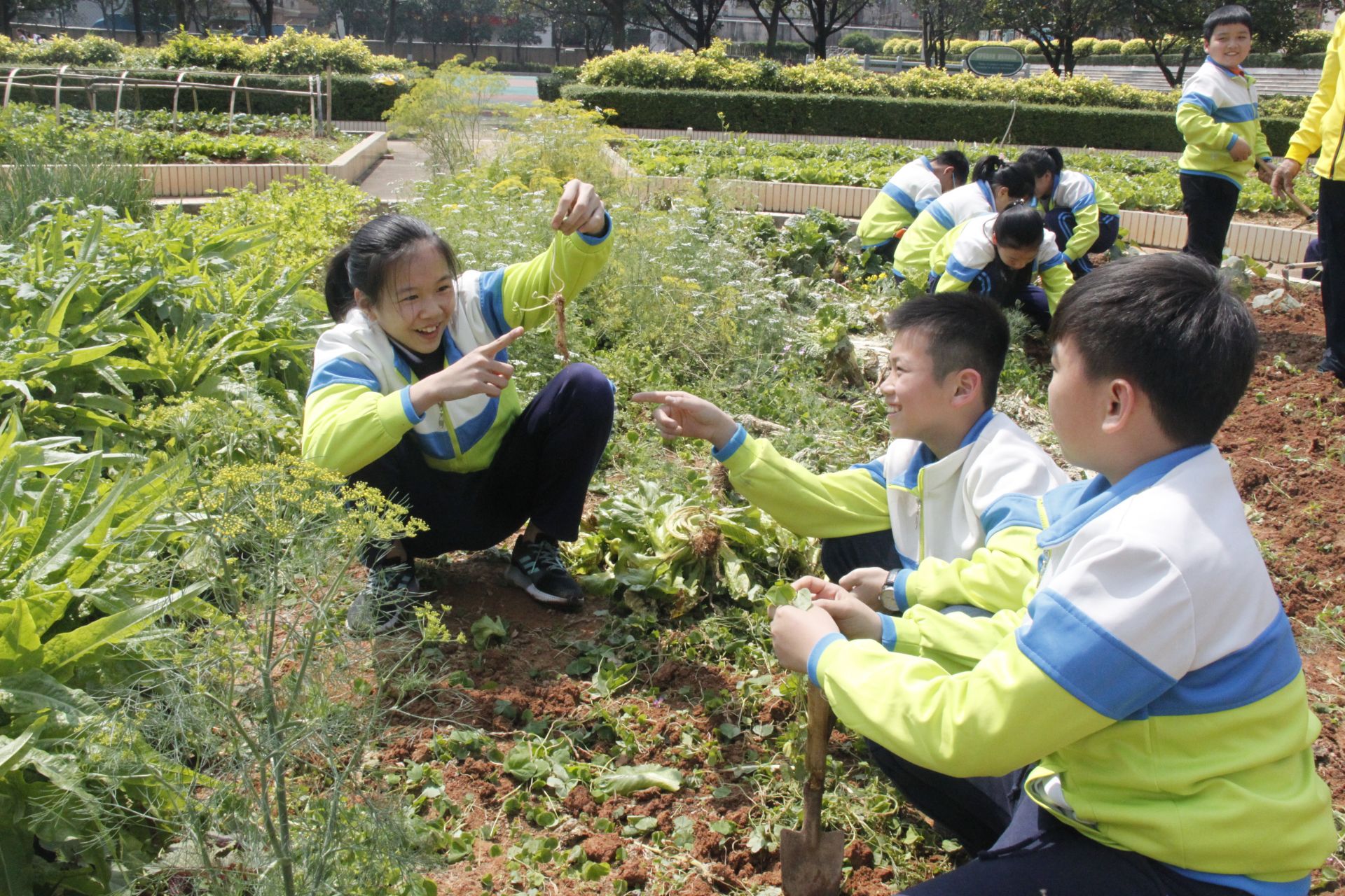 小学生插秧体验农耕乐！东莞鸣凤小学开展“食农教育”